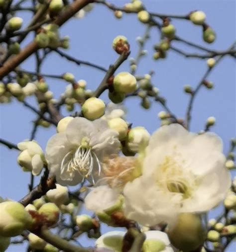 梅花吉祥話|梅花的象征意义（探寻梅花的文化内涵与象征意义）